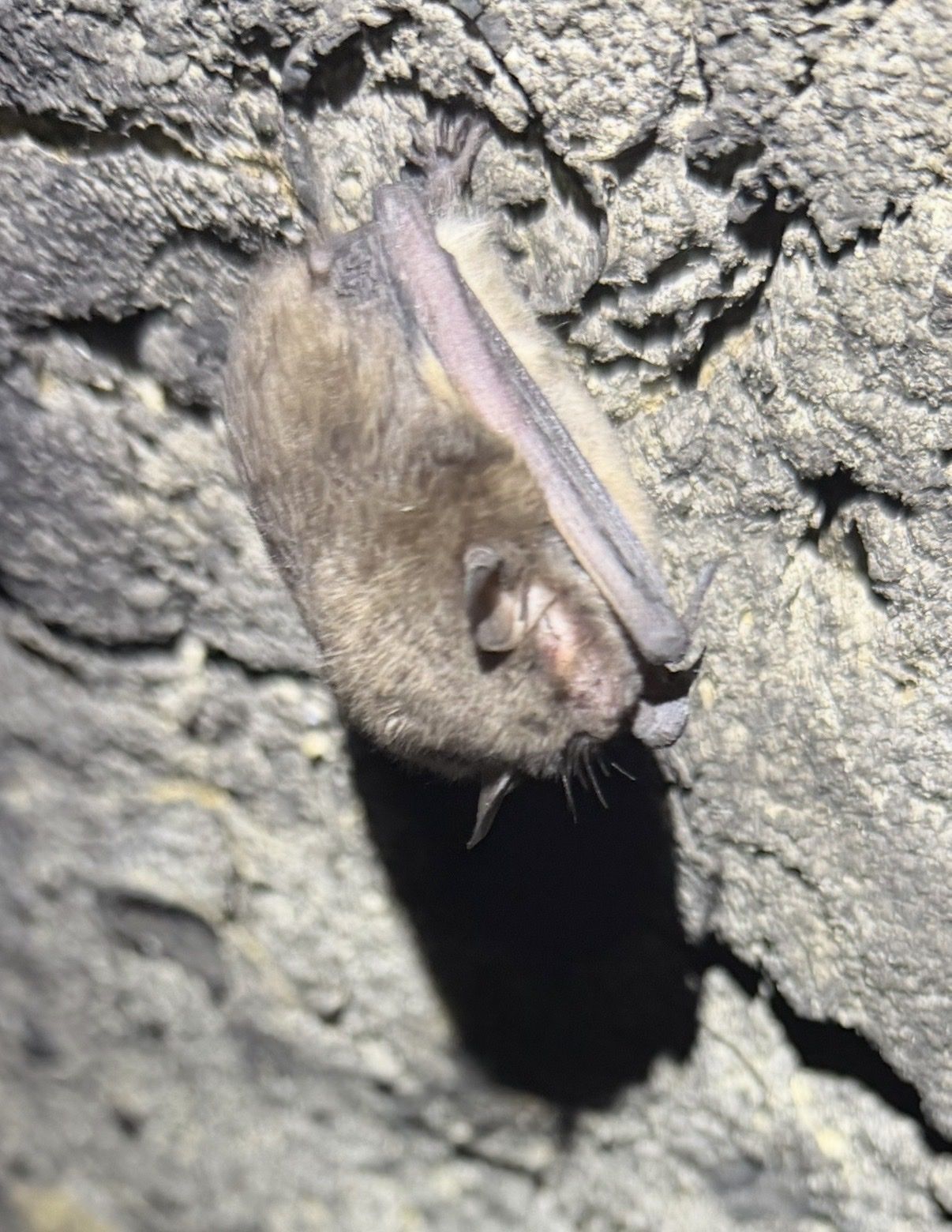gbif image for Myotis sodalis