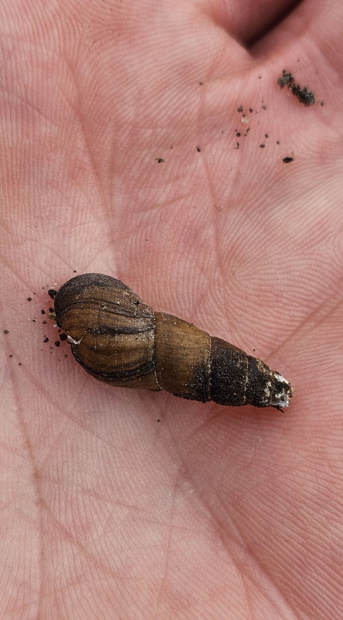 gbif image for Juga nigrina