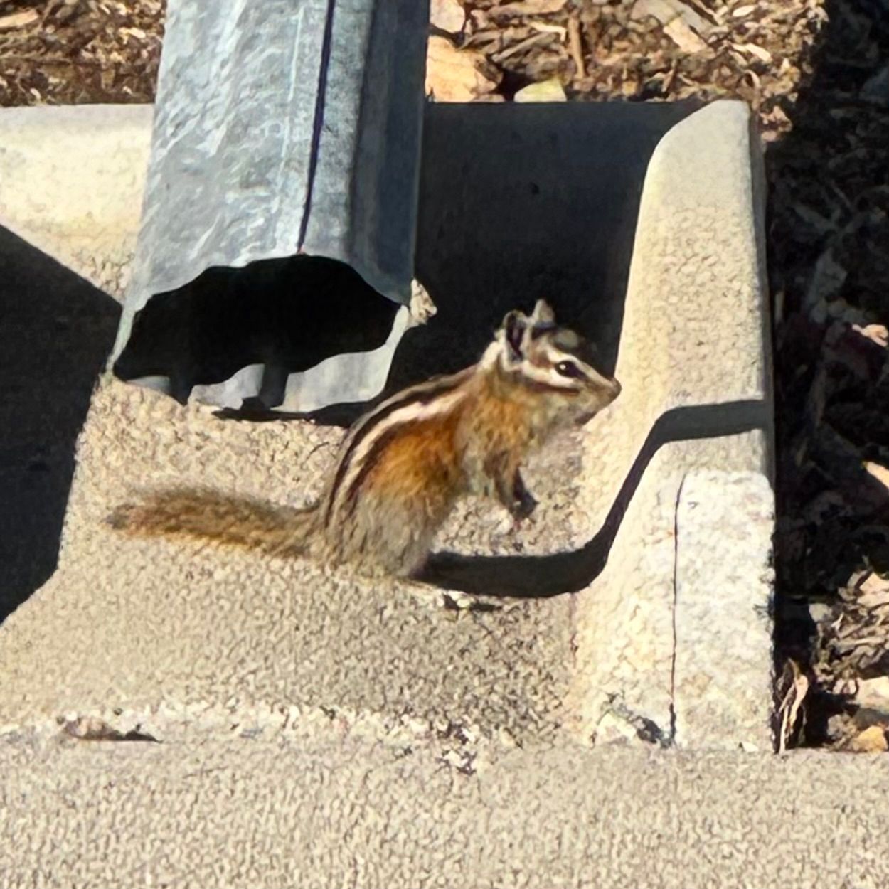 gbif image for Tamias minimus