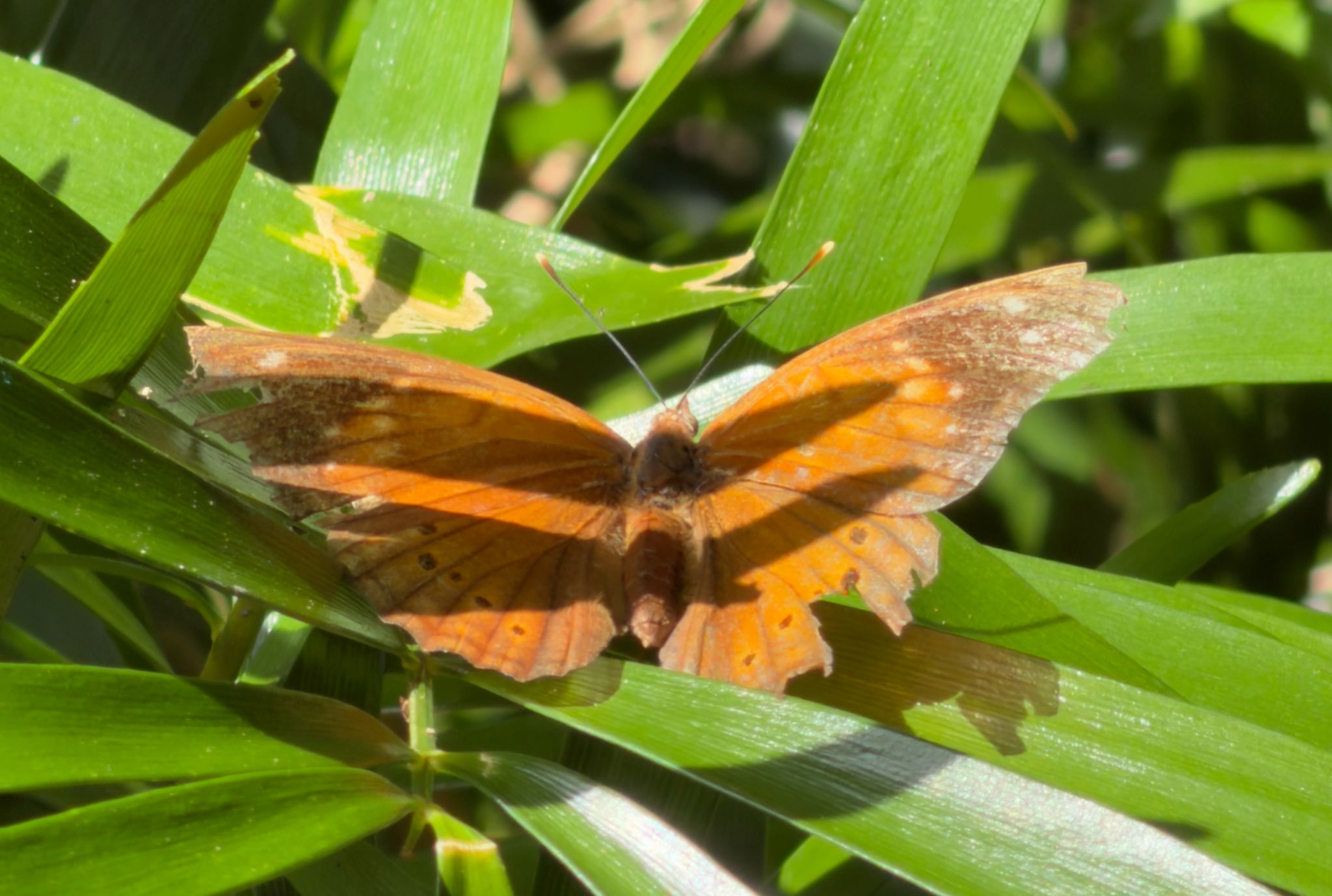 gbif image for Asterocampa idyja
