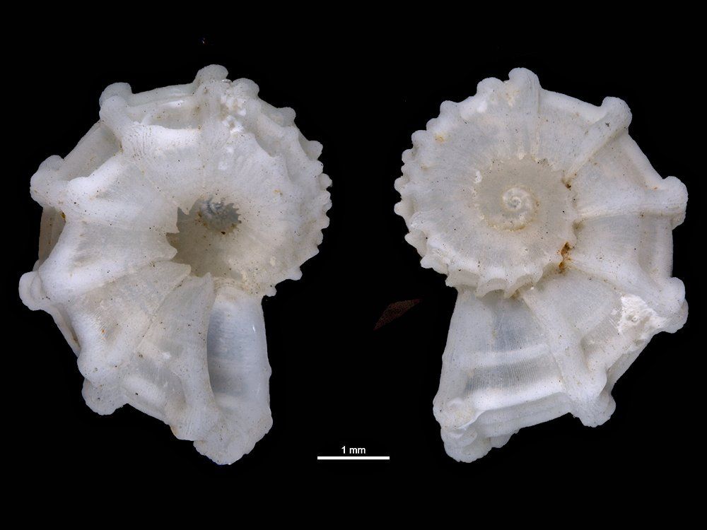 gbif image for Cyclostrema cancellatum