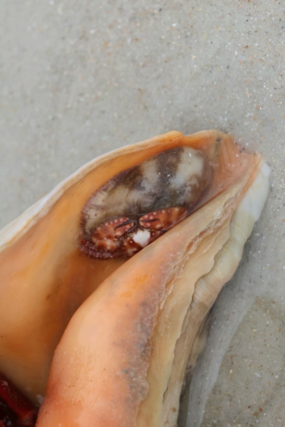 gbif image for Porcellana sayana