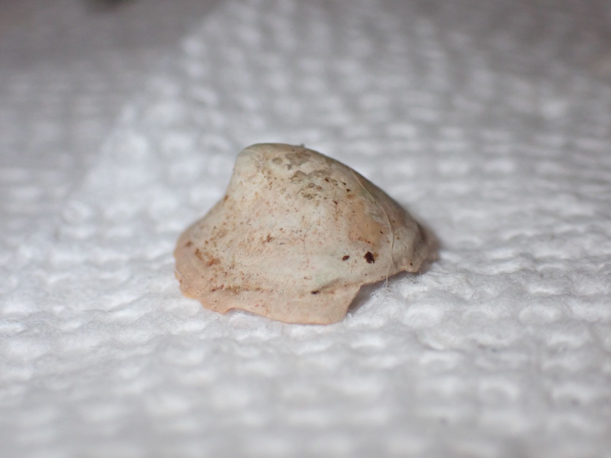 gbif image for Crucibulum striatum