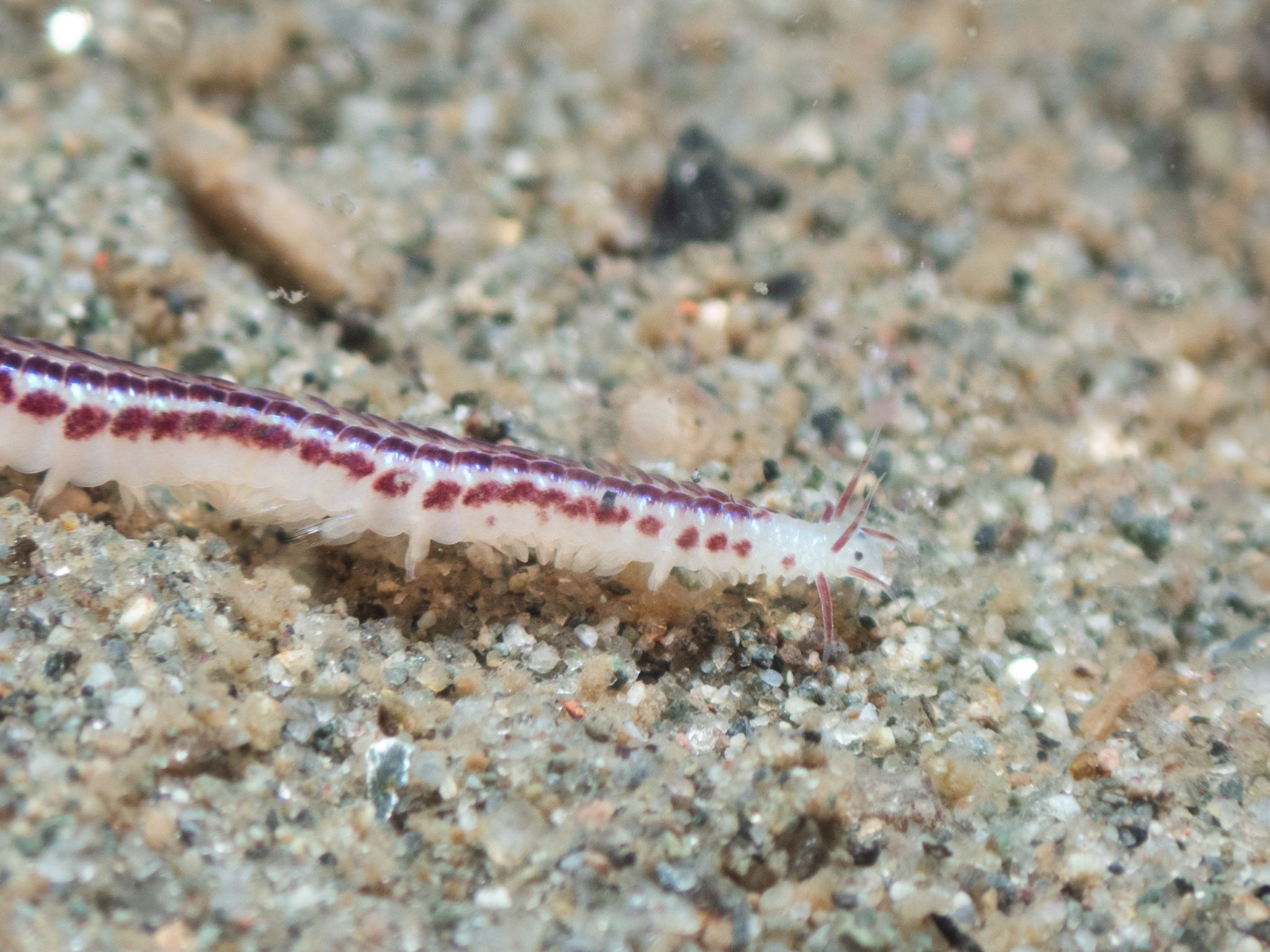 gbif image for Paranaitis polynoides