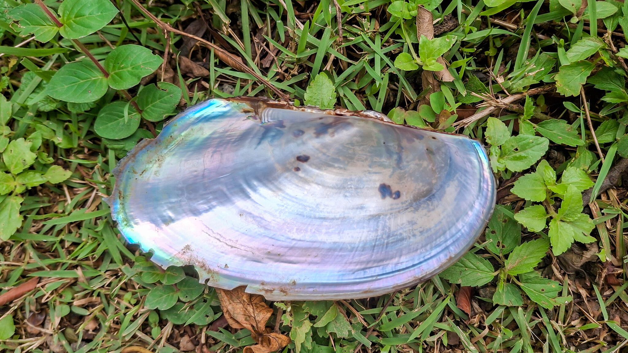 gbif image for Anodontites trapesialis