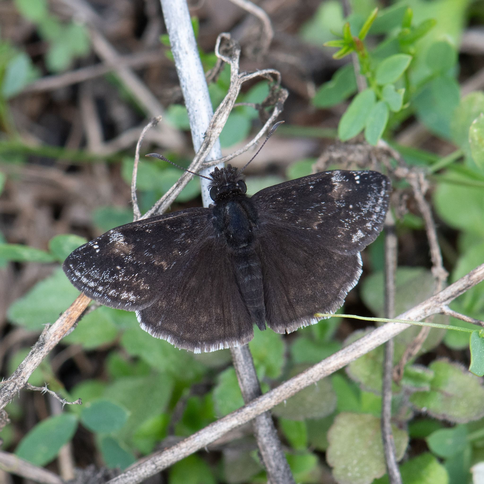 gbif image for Erynnis zarucco