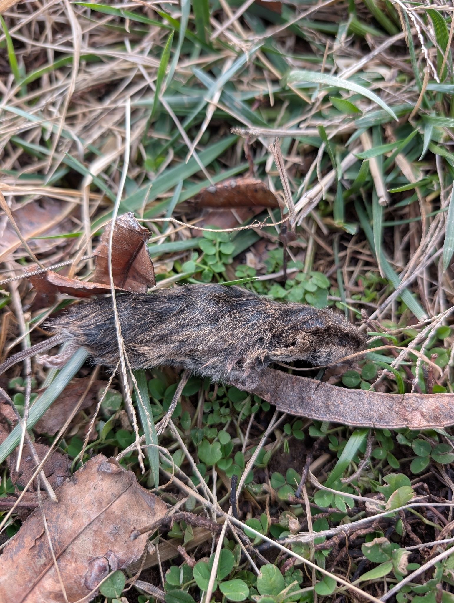 gbif image for Microtus pinetorum