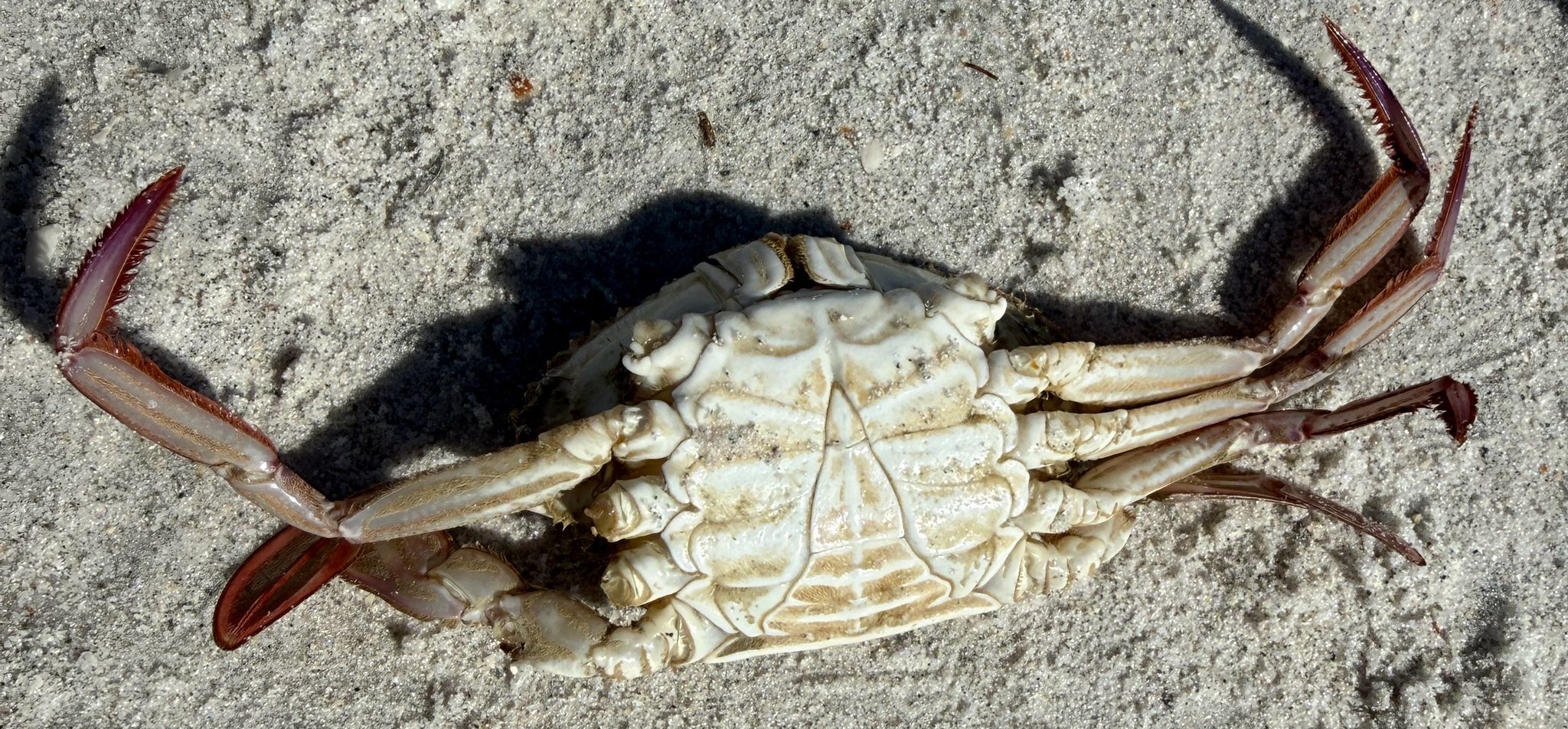 gbif image for Portunus spinimanus