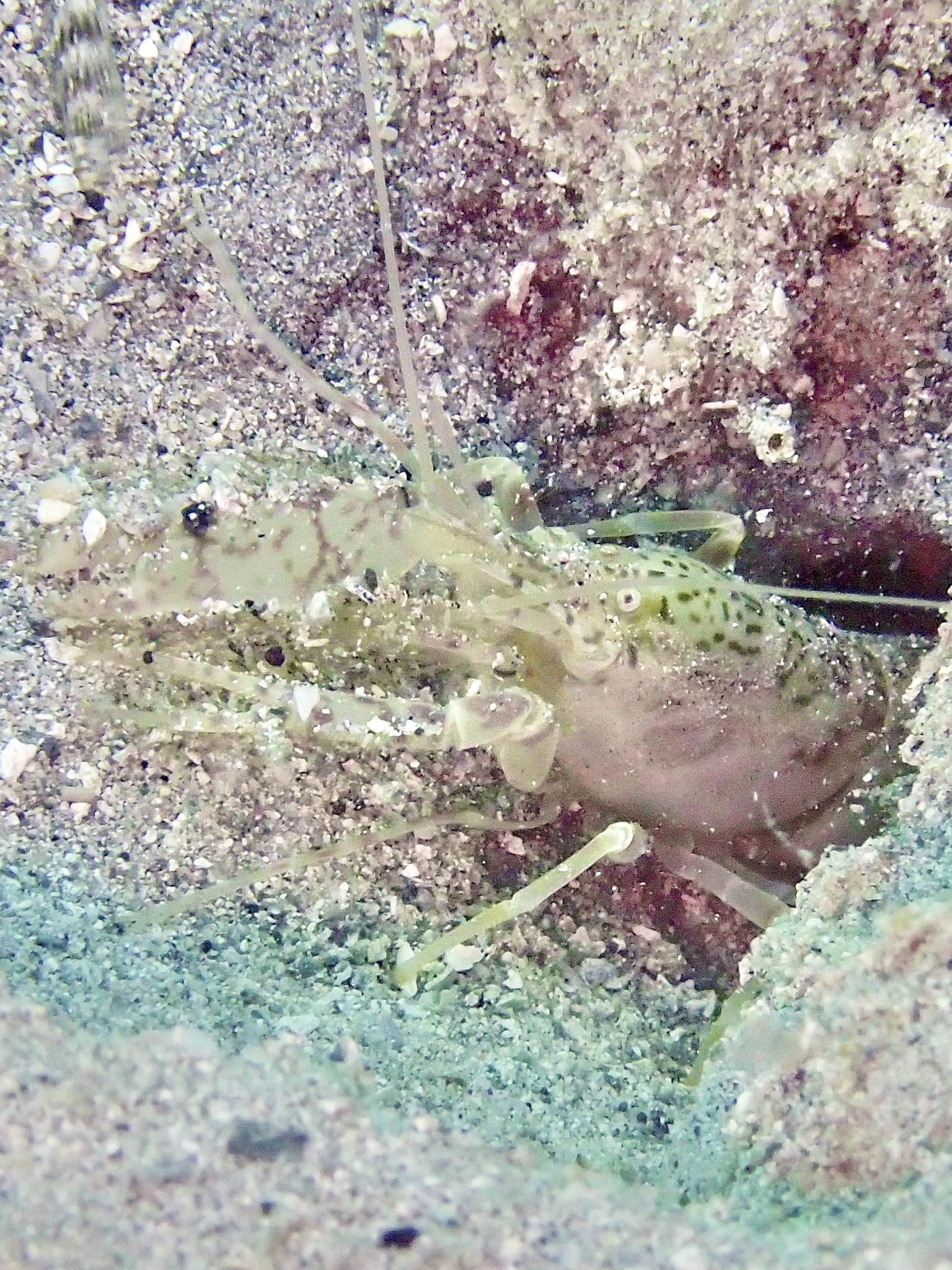 gbif image for Alpheus floridanus