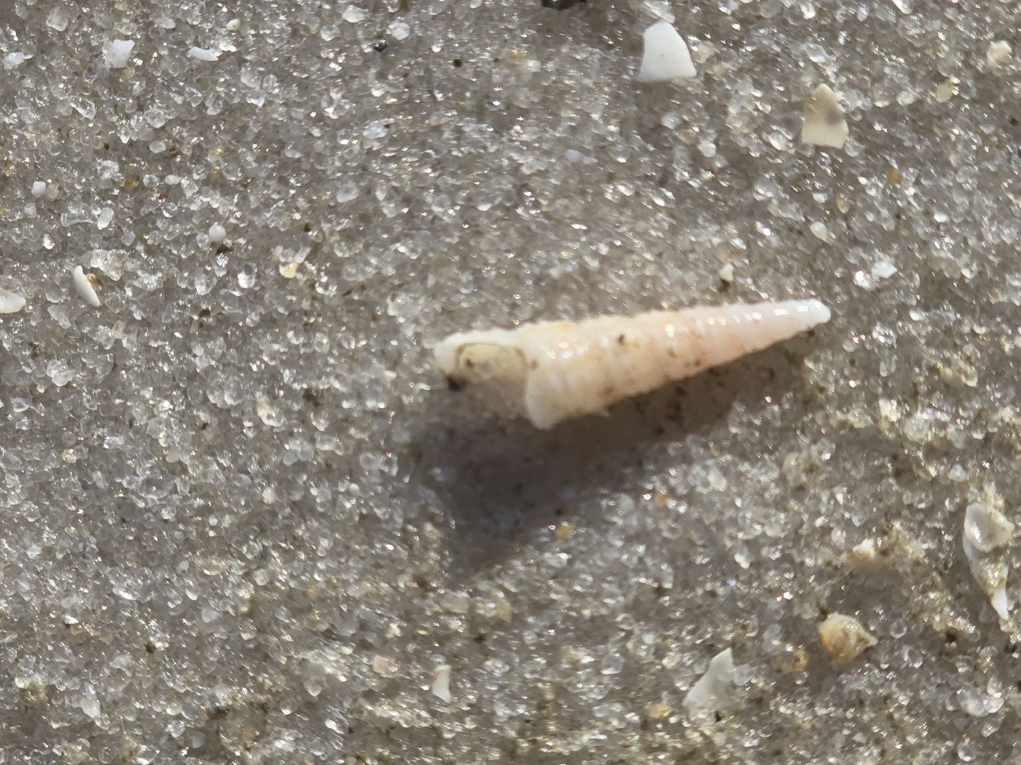 gbif image for Turritella acropora