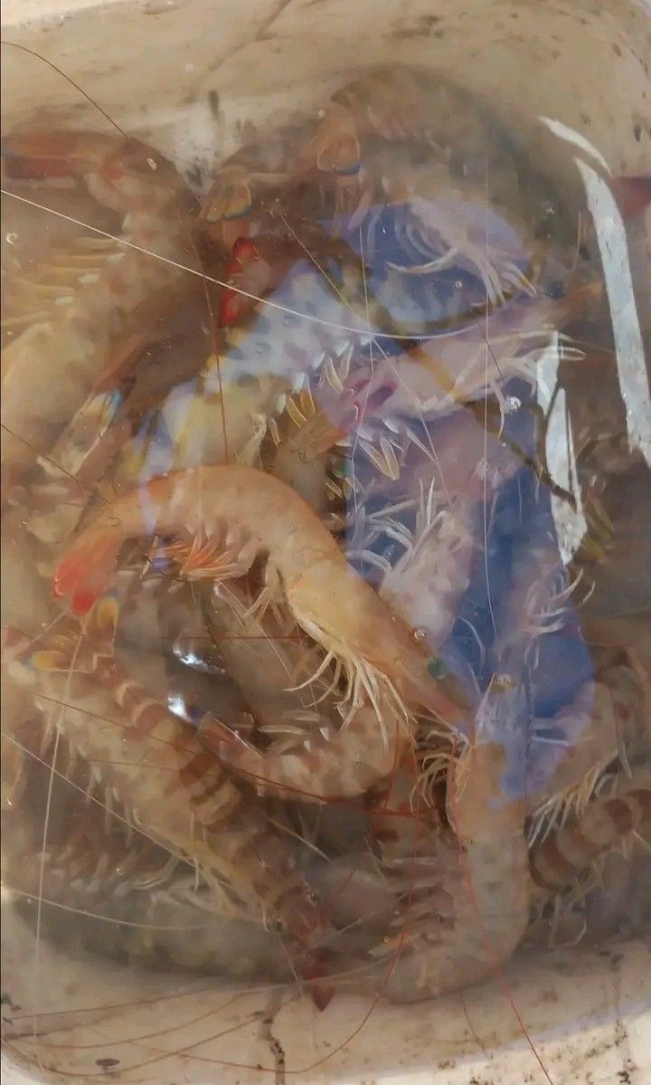 gbif image for Penaeus aztecus