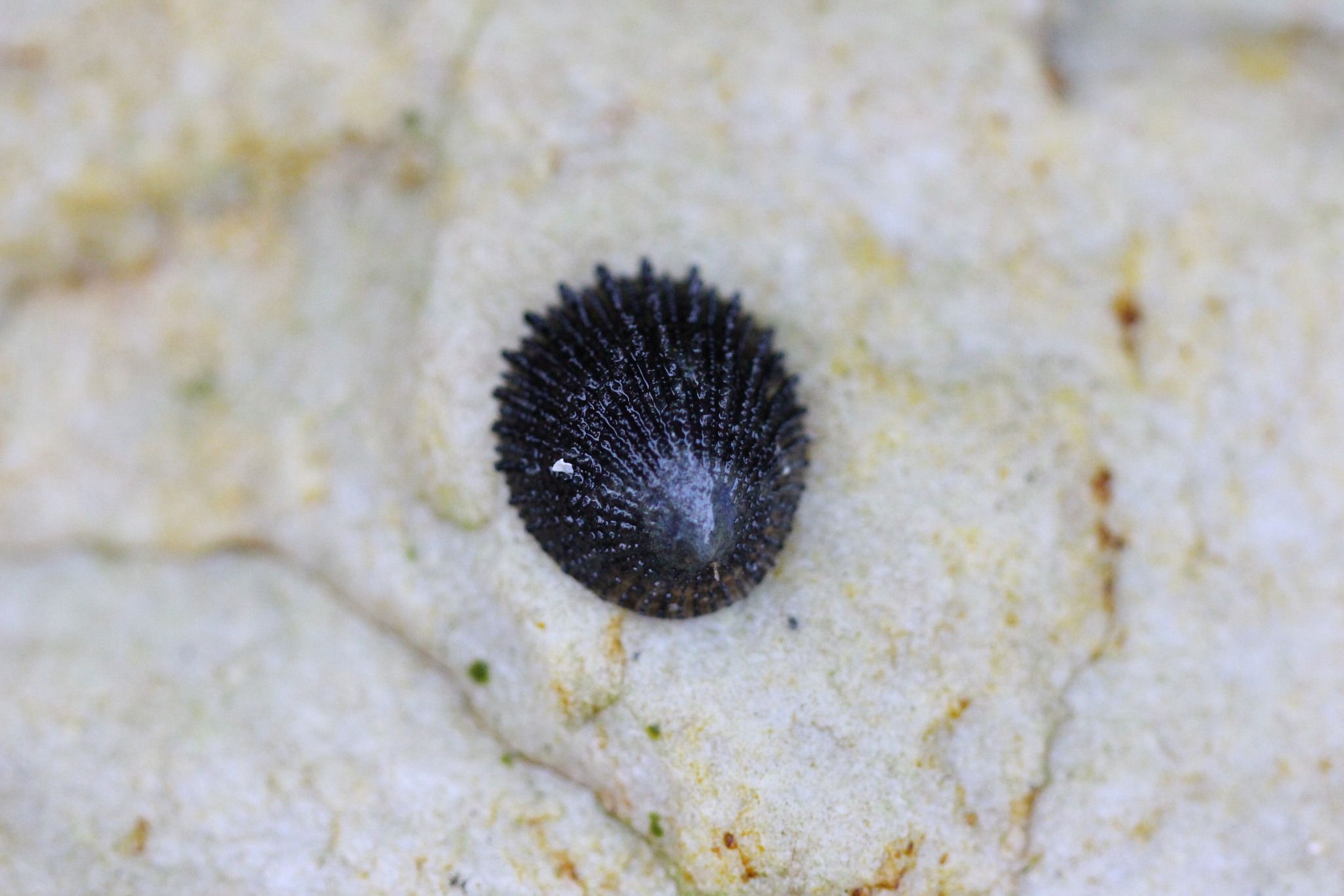 gbif image for Helcion pectunculus