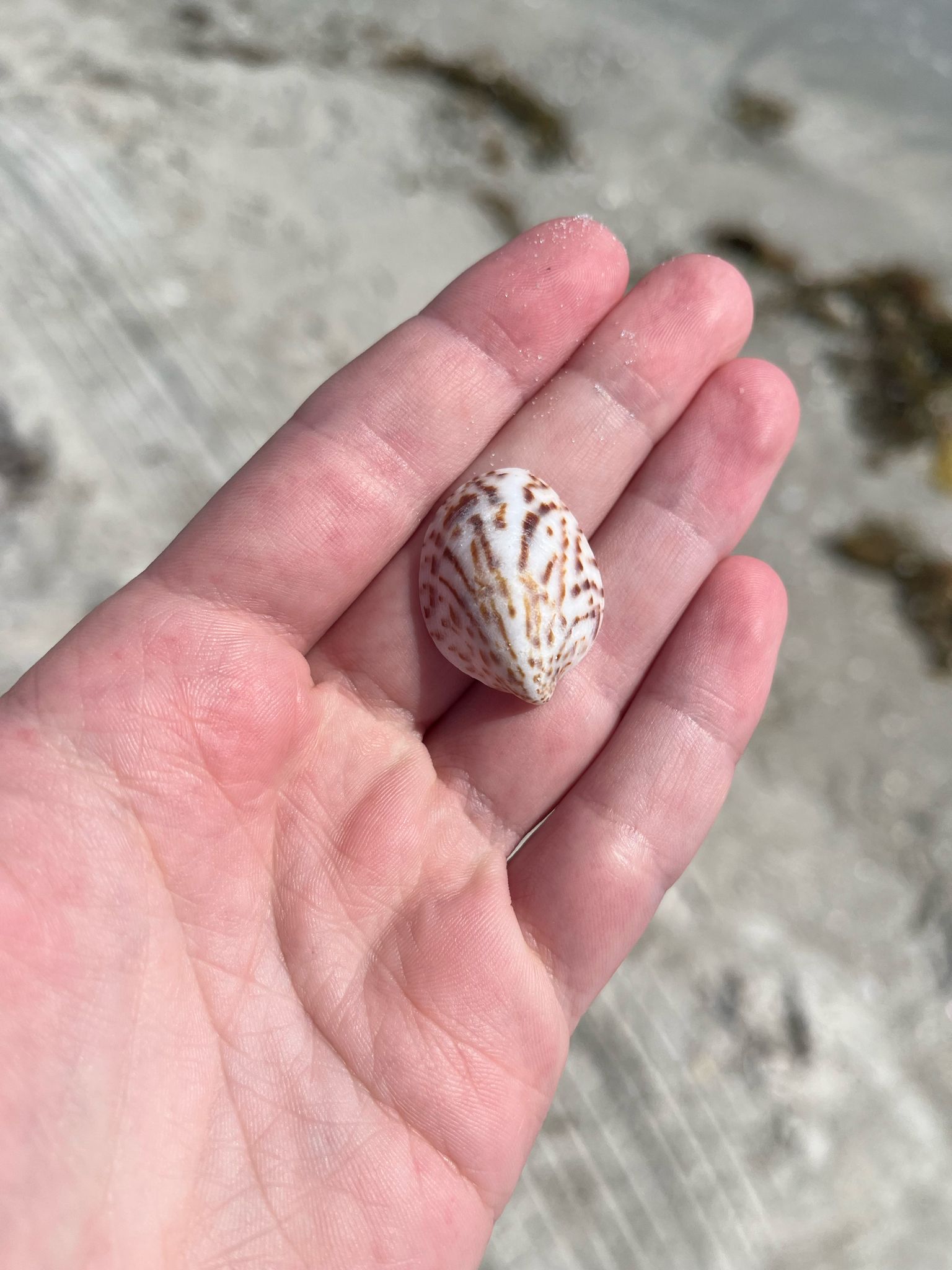 gbif image for Crepidula maculosa