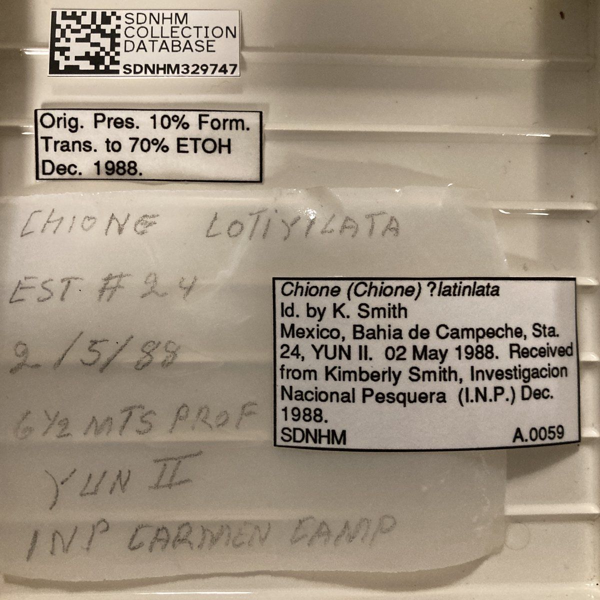 gbif image for Chione latilirata