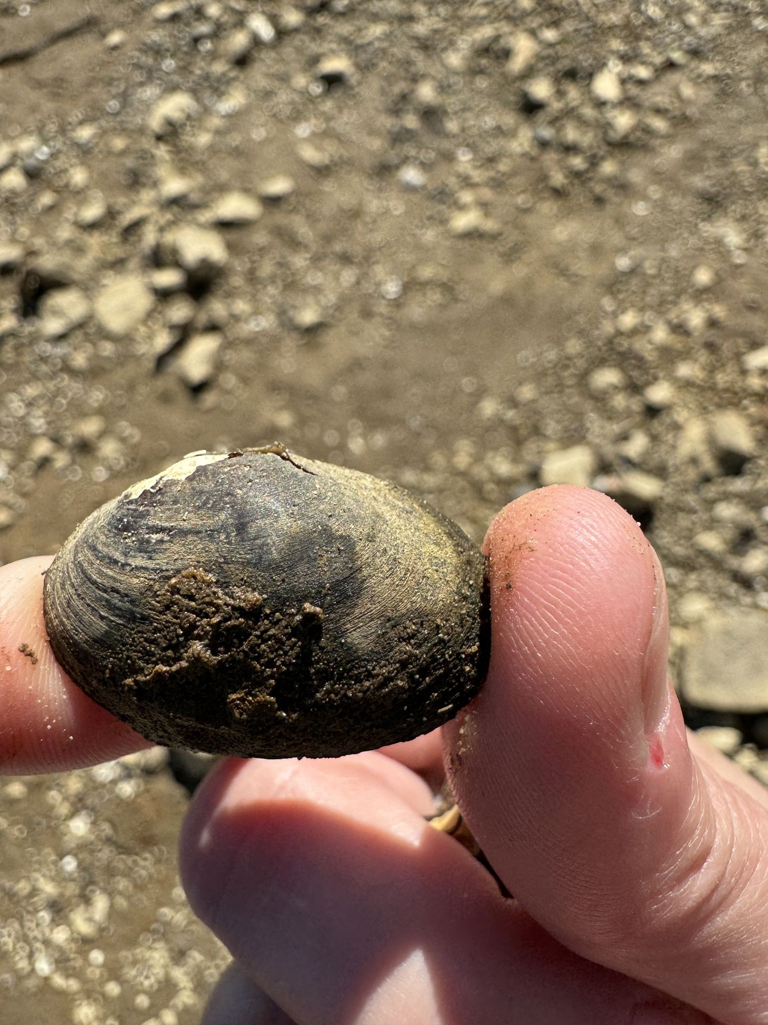 gbif image for Toxolasma lividus