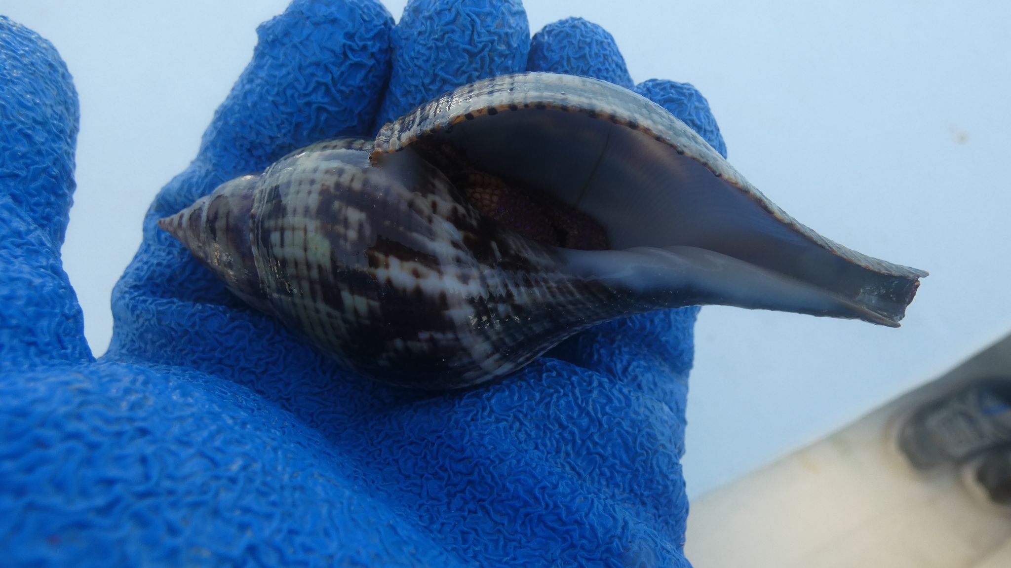 gbif image for Dardanus fucosus