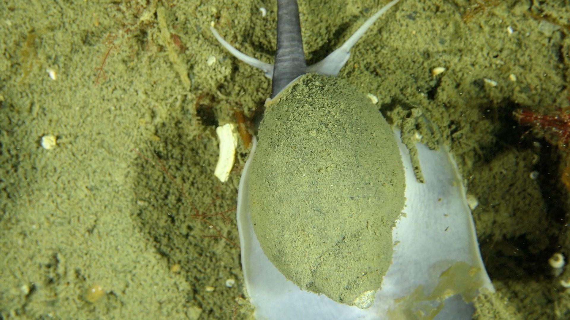 gbif image for Neobuccinum eatoni