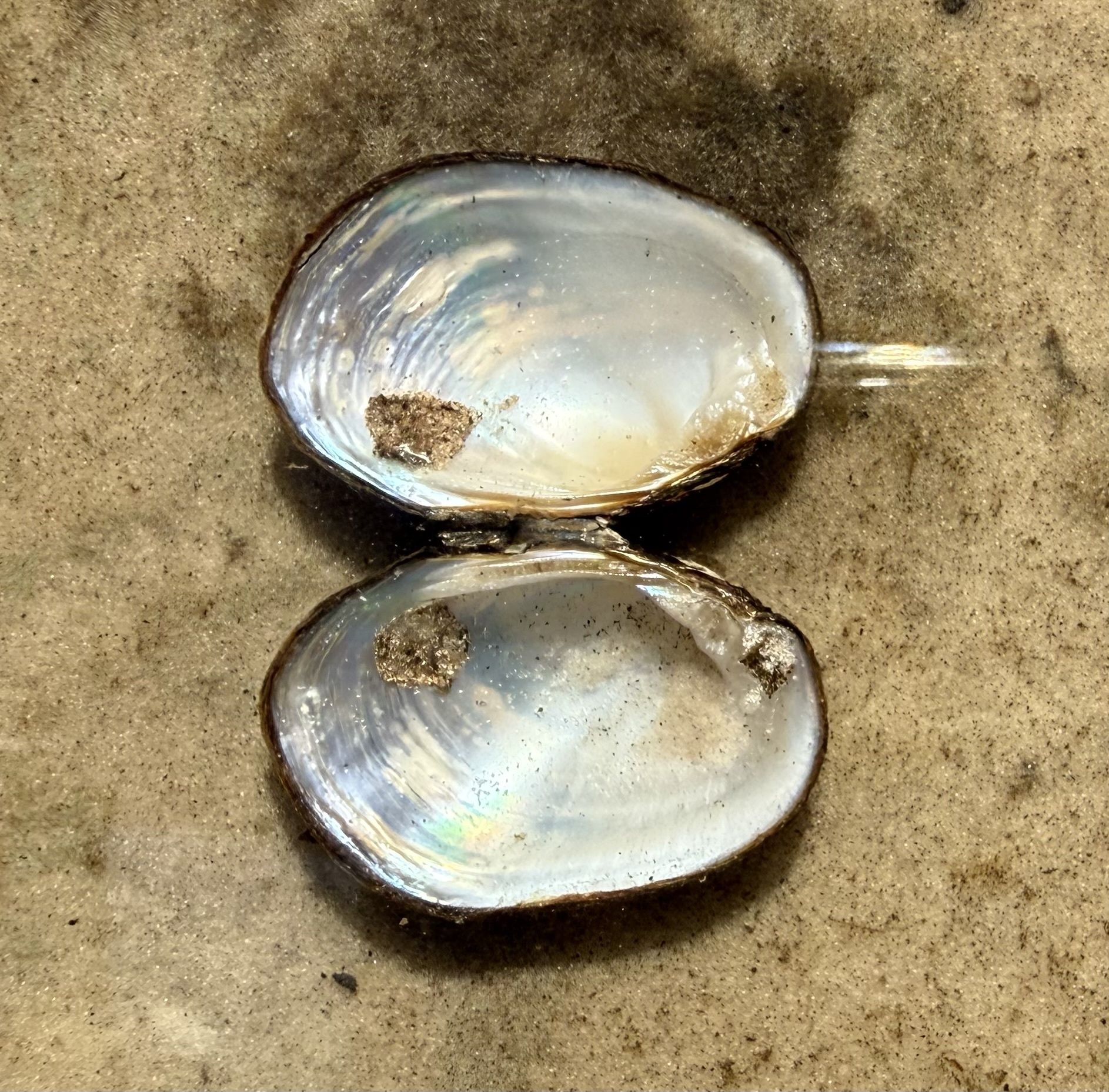 gbif image for Toxolasma paulus