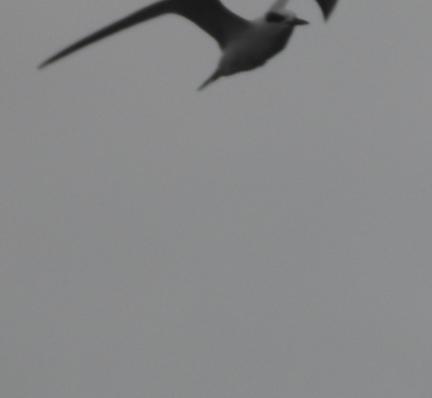 gbif image for Sterna antillarum