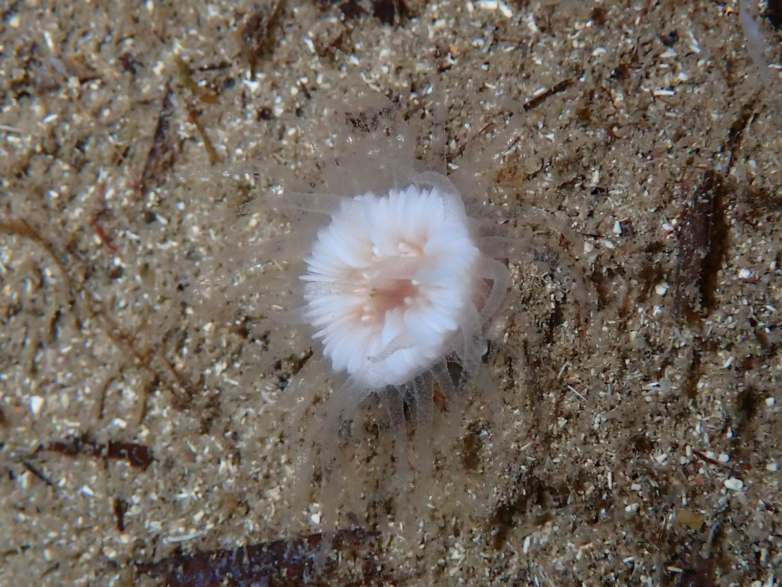 gbif image for Paracyathus pulchellus