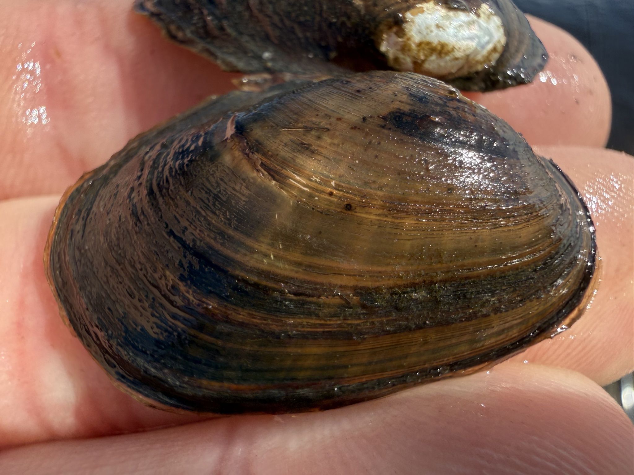 gbif image for Villosa vibex