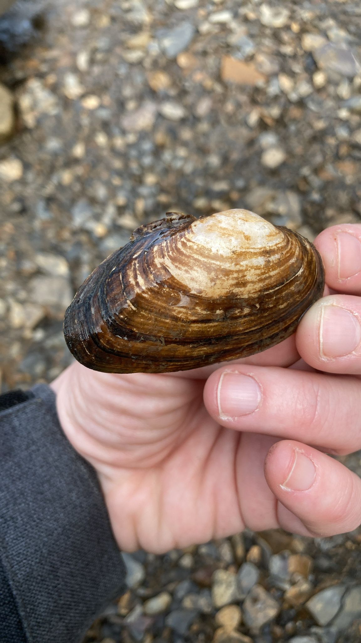 gbif image for Strophitus undulatus