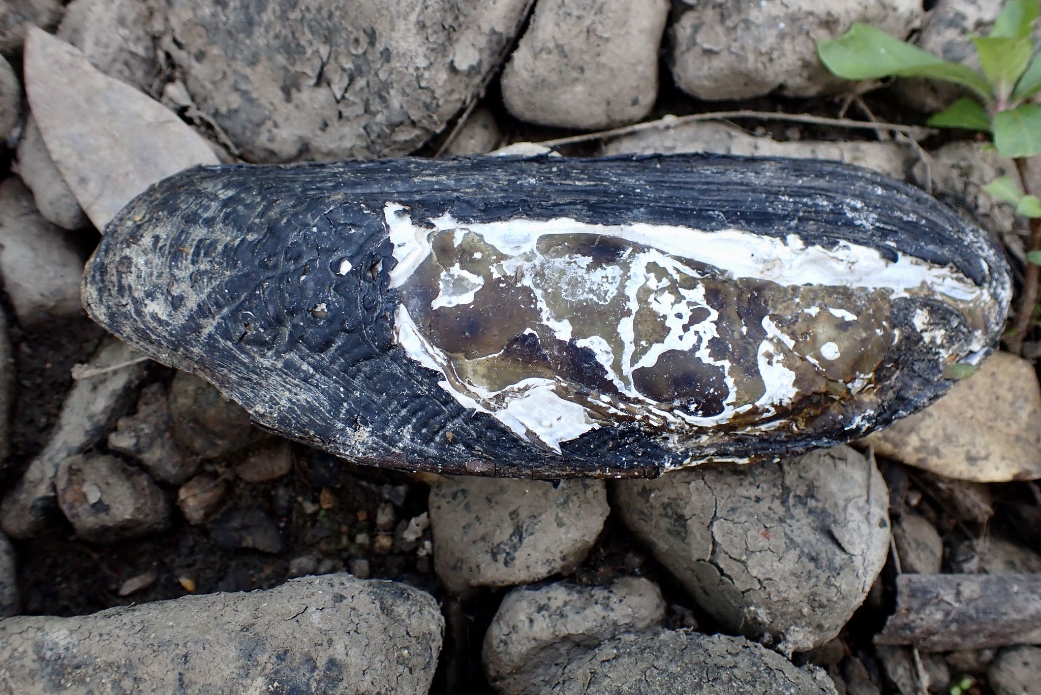 gbif image for Cucumerunio novaehollandiae