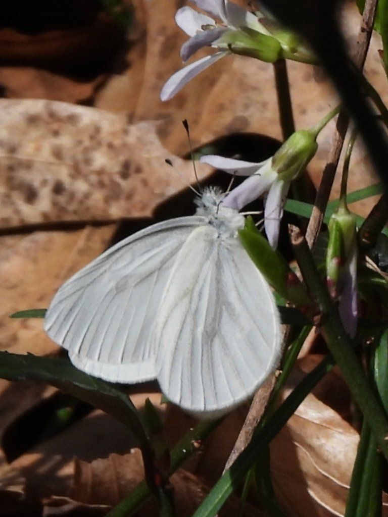gbif image for Pieris virginiensis