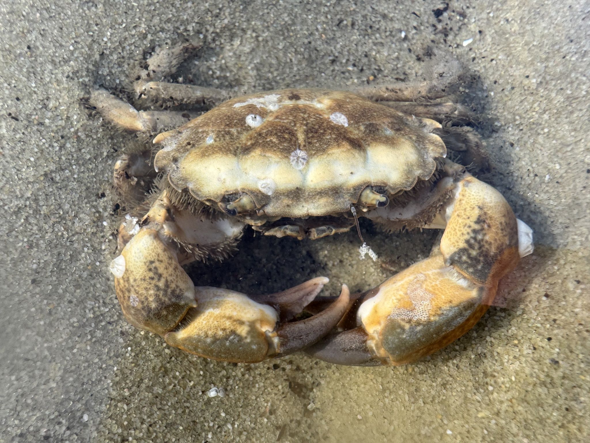 gbif image for Panopeus Panopeus herbstii