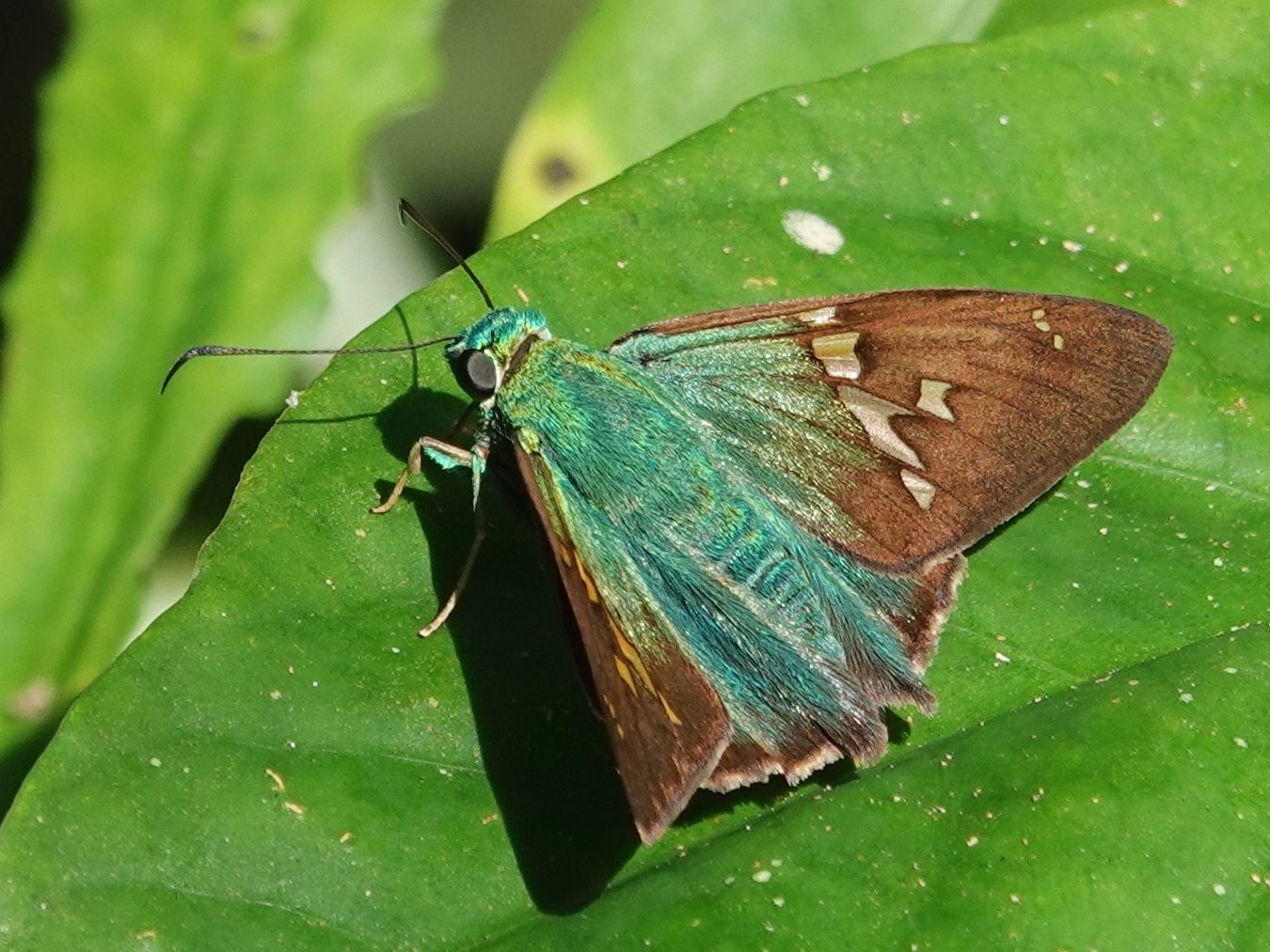 gbif image for Astraptes talus