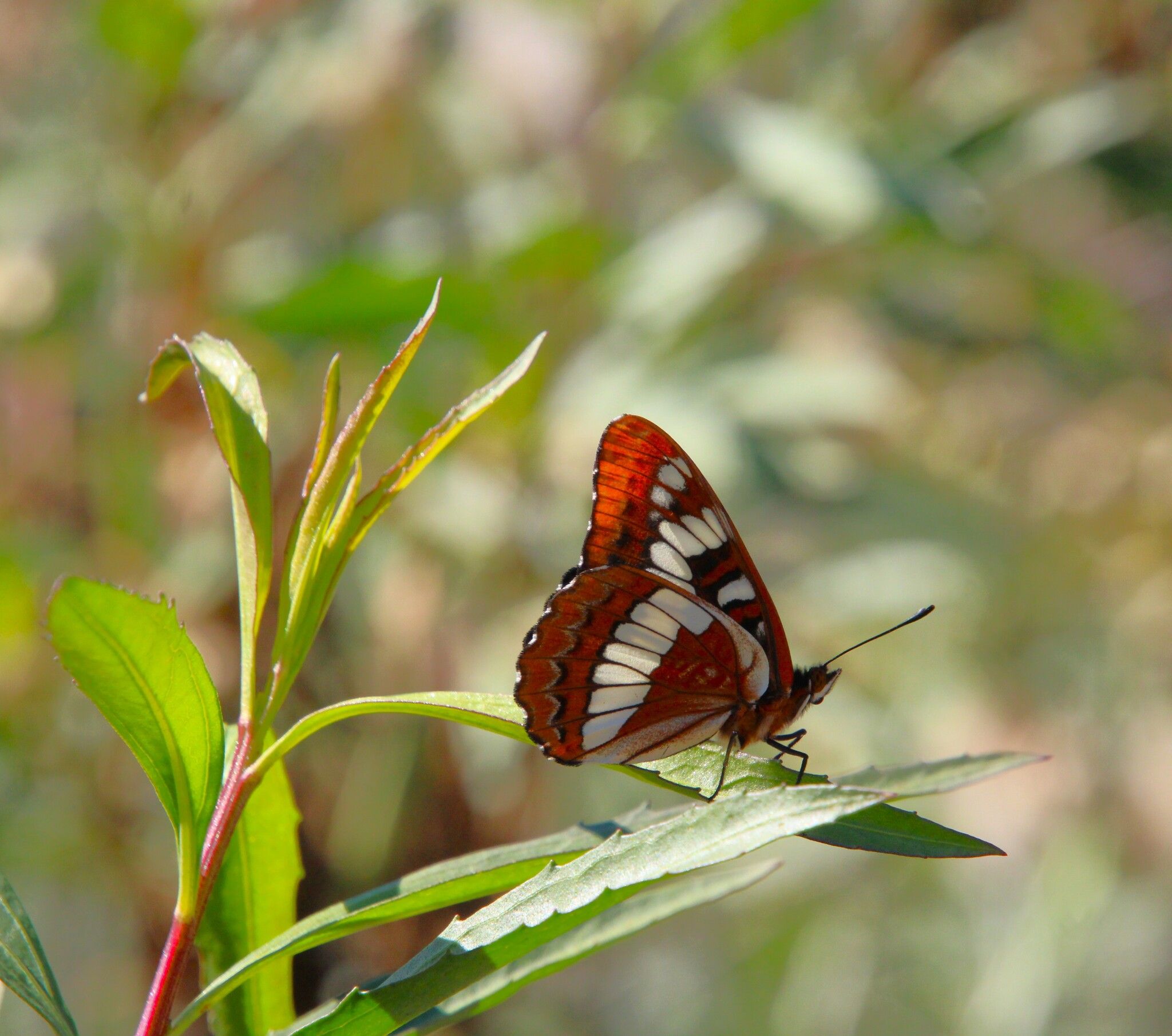 gbif image for Limenitis lorquini