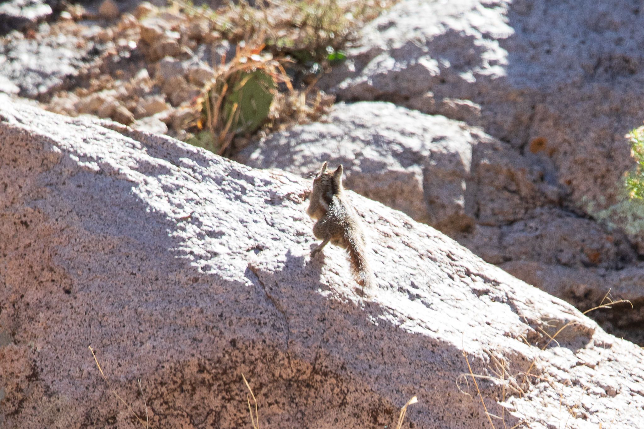 gbif image for Tamias quadrivittatus
