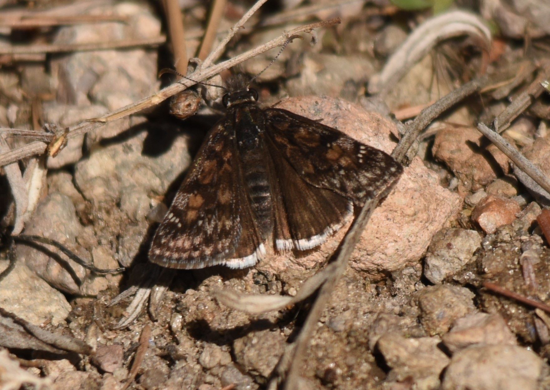 gbif image for Erynnis pacuvius