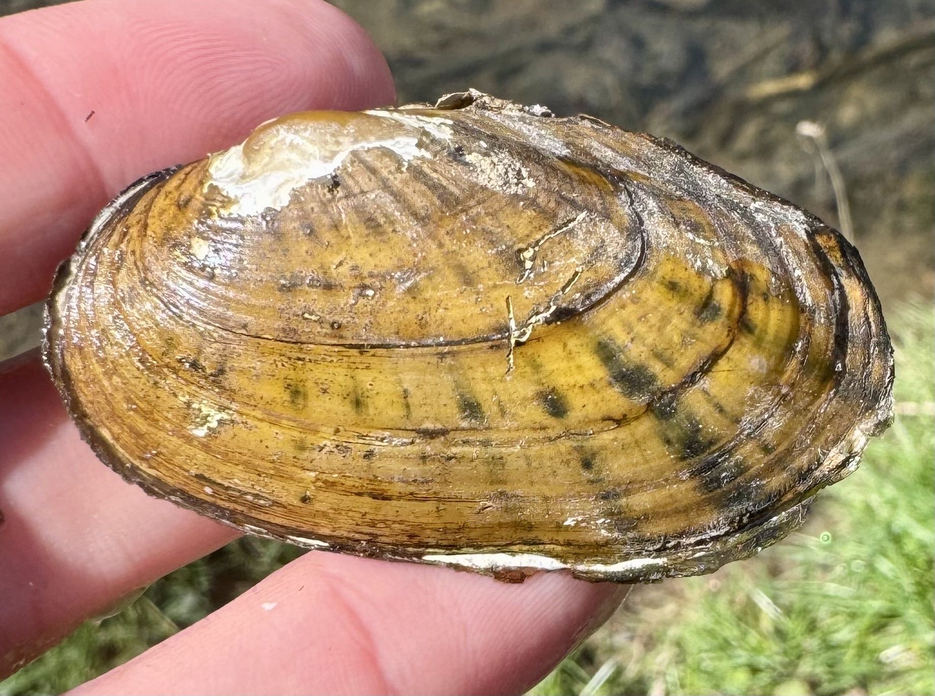 gbif image for Villosa iris