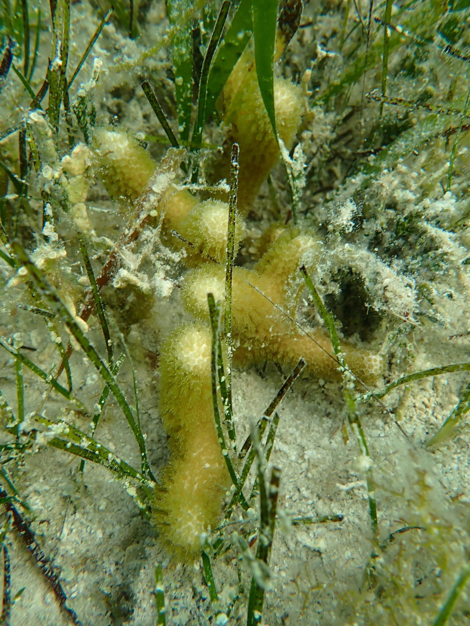 gbif image for Porites divaricata