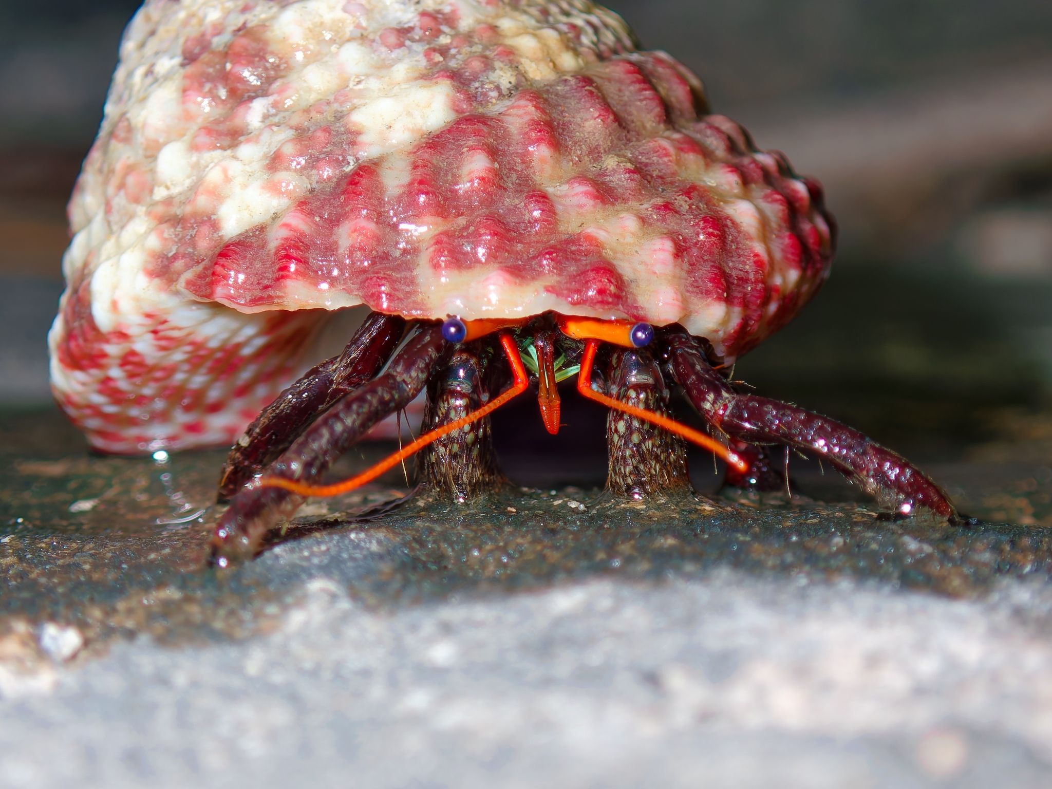 gbif image for Pylopagurus corallinus