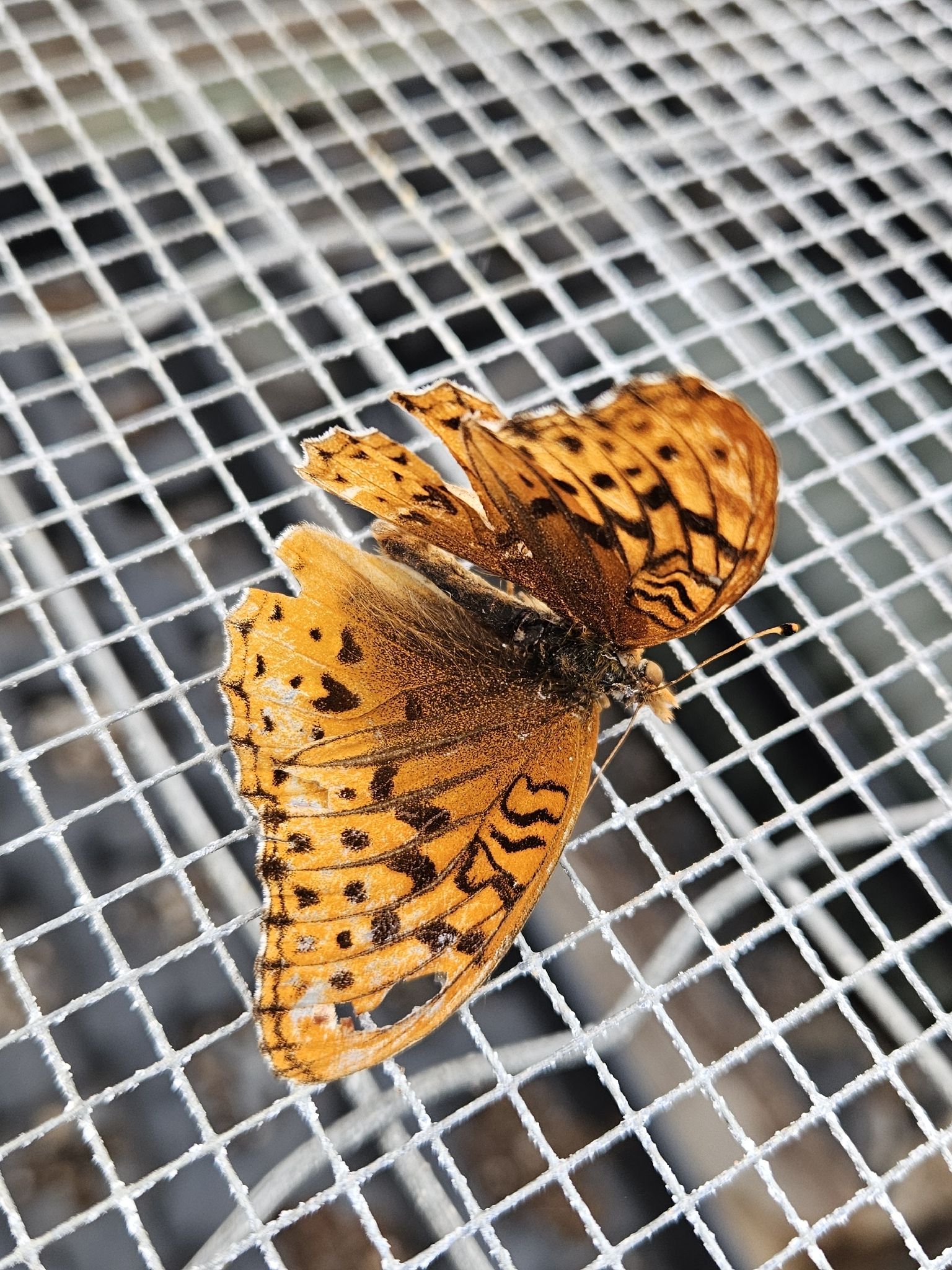 gbif image for Speyeria cybele