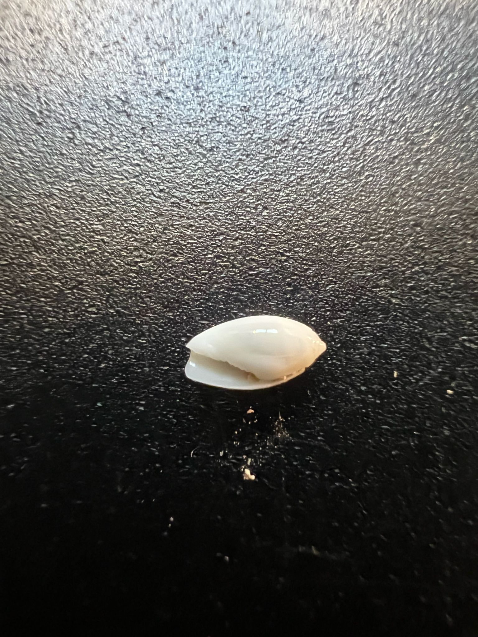 gbif image for Olivella watermani