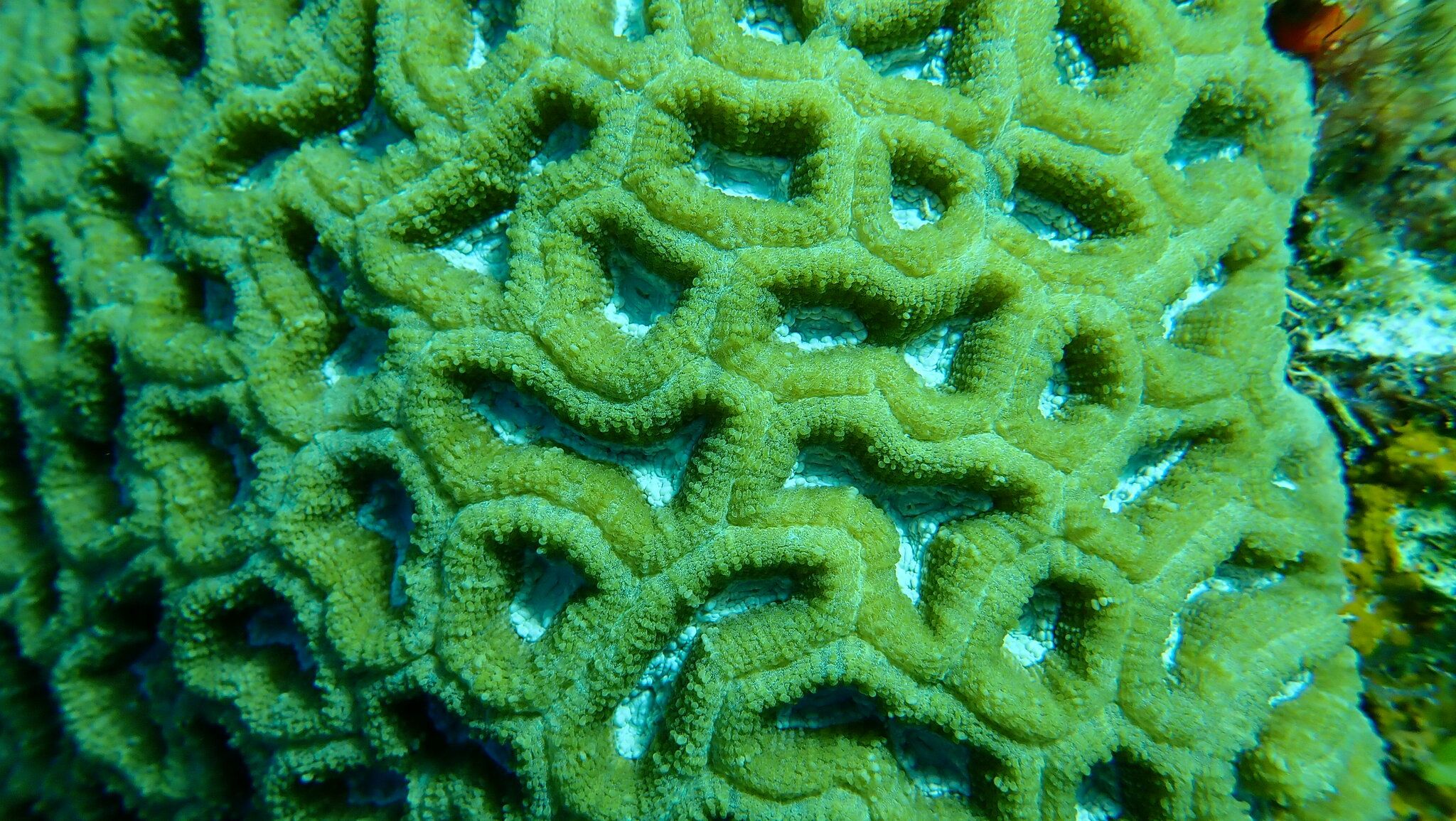 gbif image for Isophyllia sinuosa