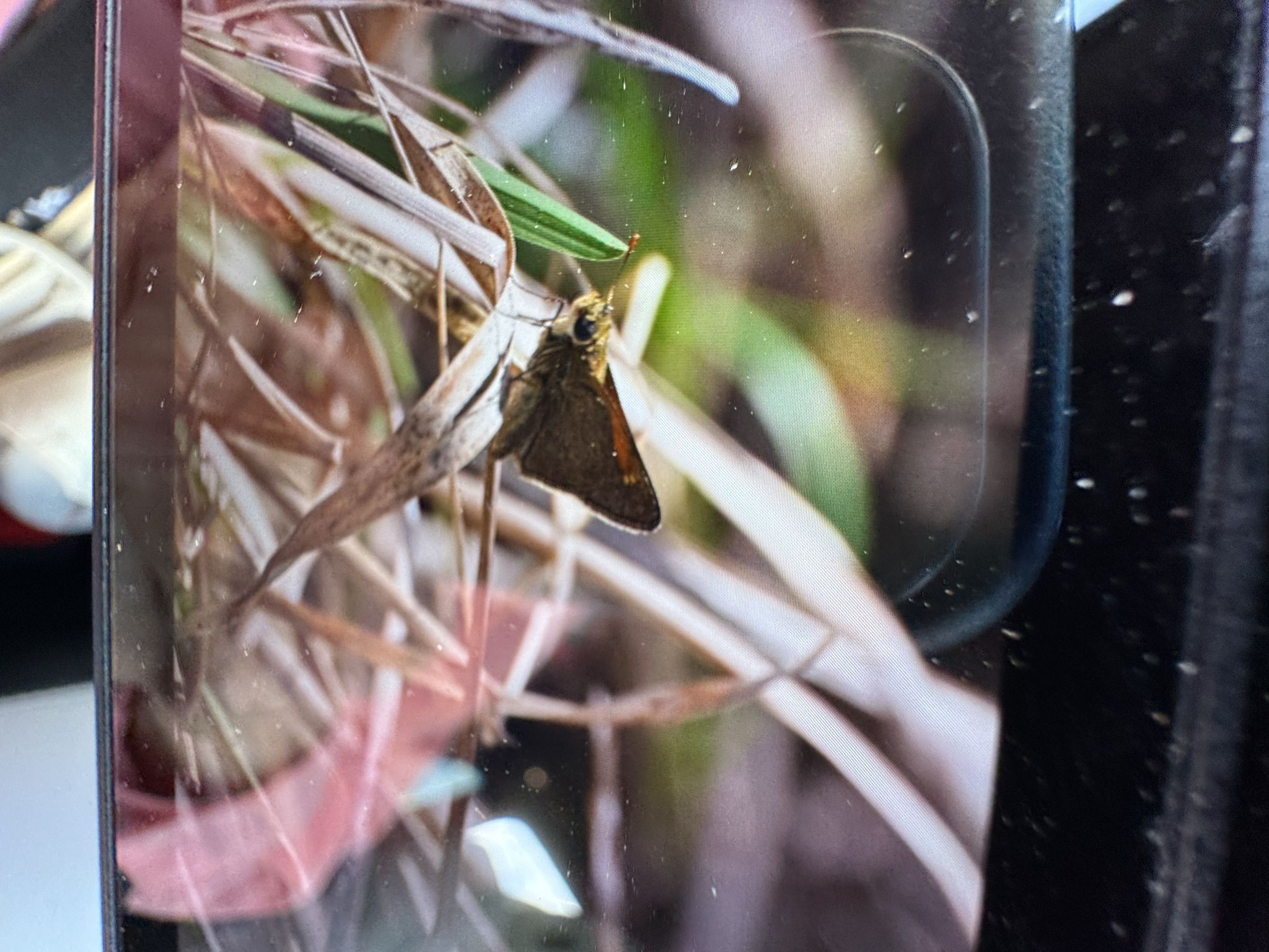 gbif image for Polites themistocles