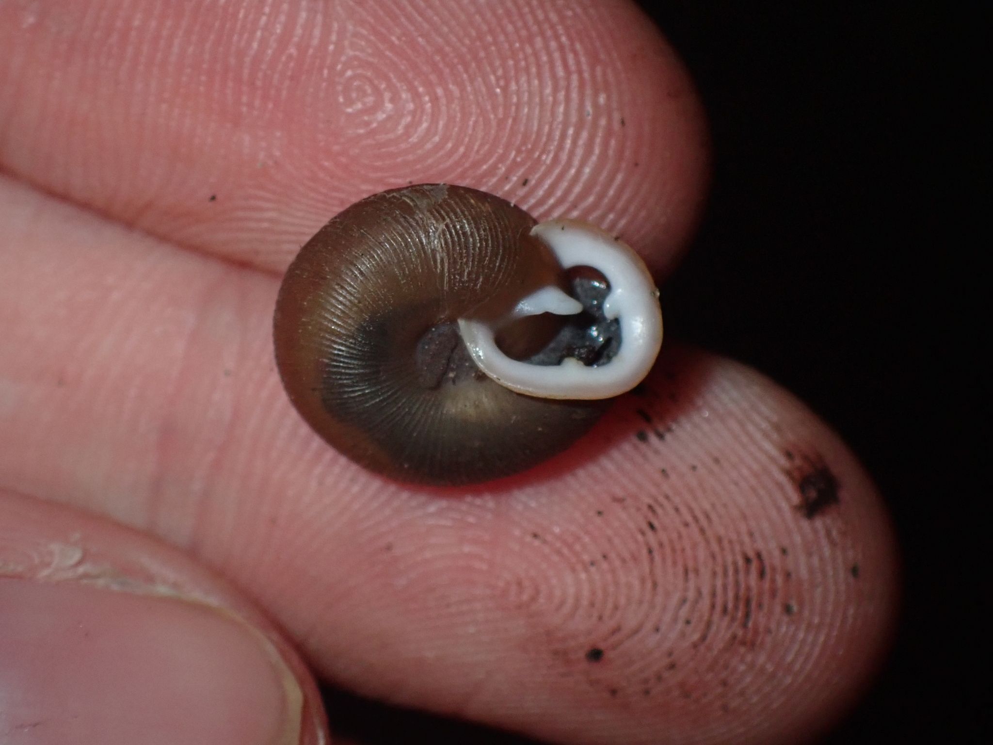 gbif image for Triodopsis tridentata