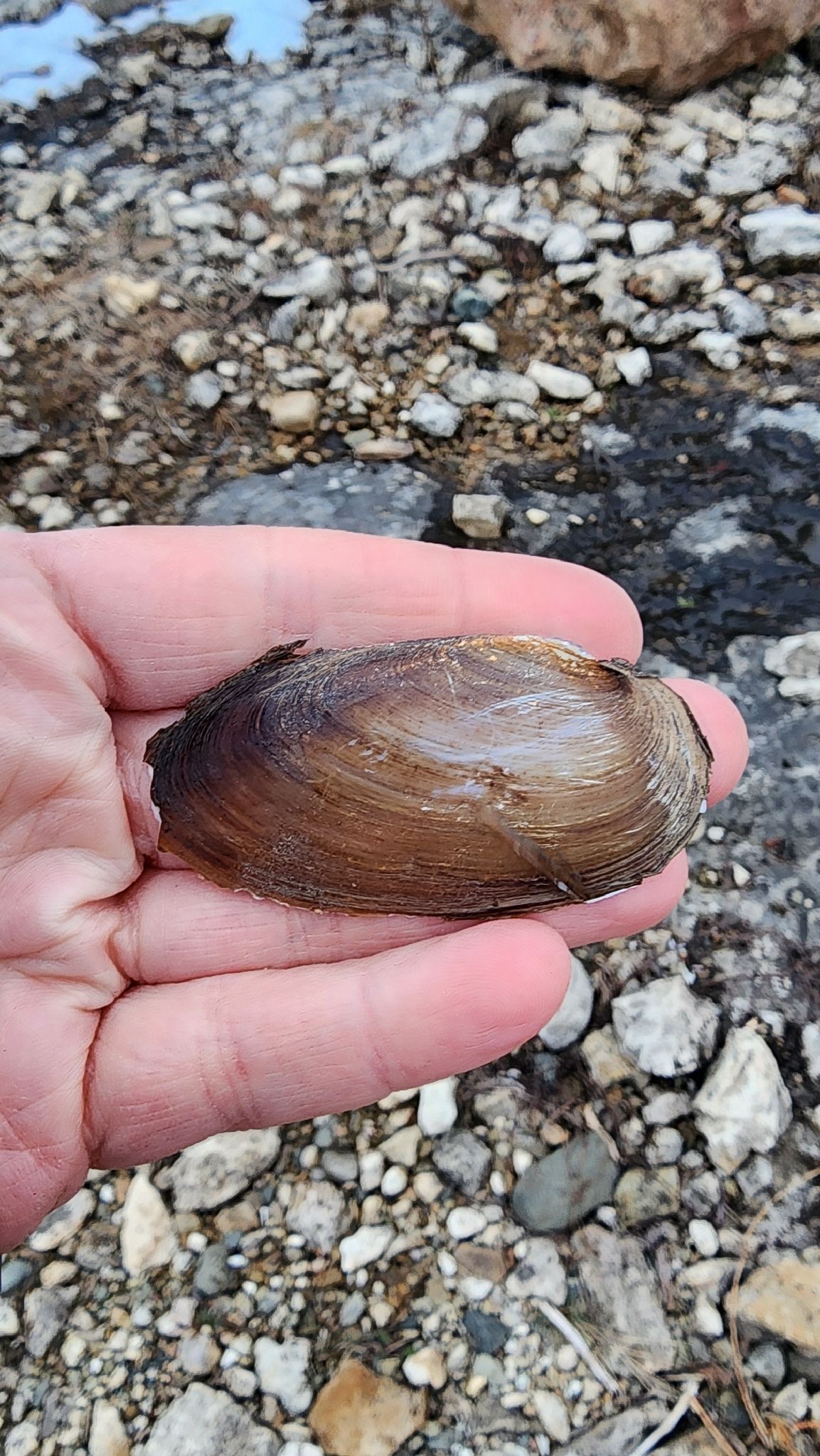 gbif image for Elliptio dilatata