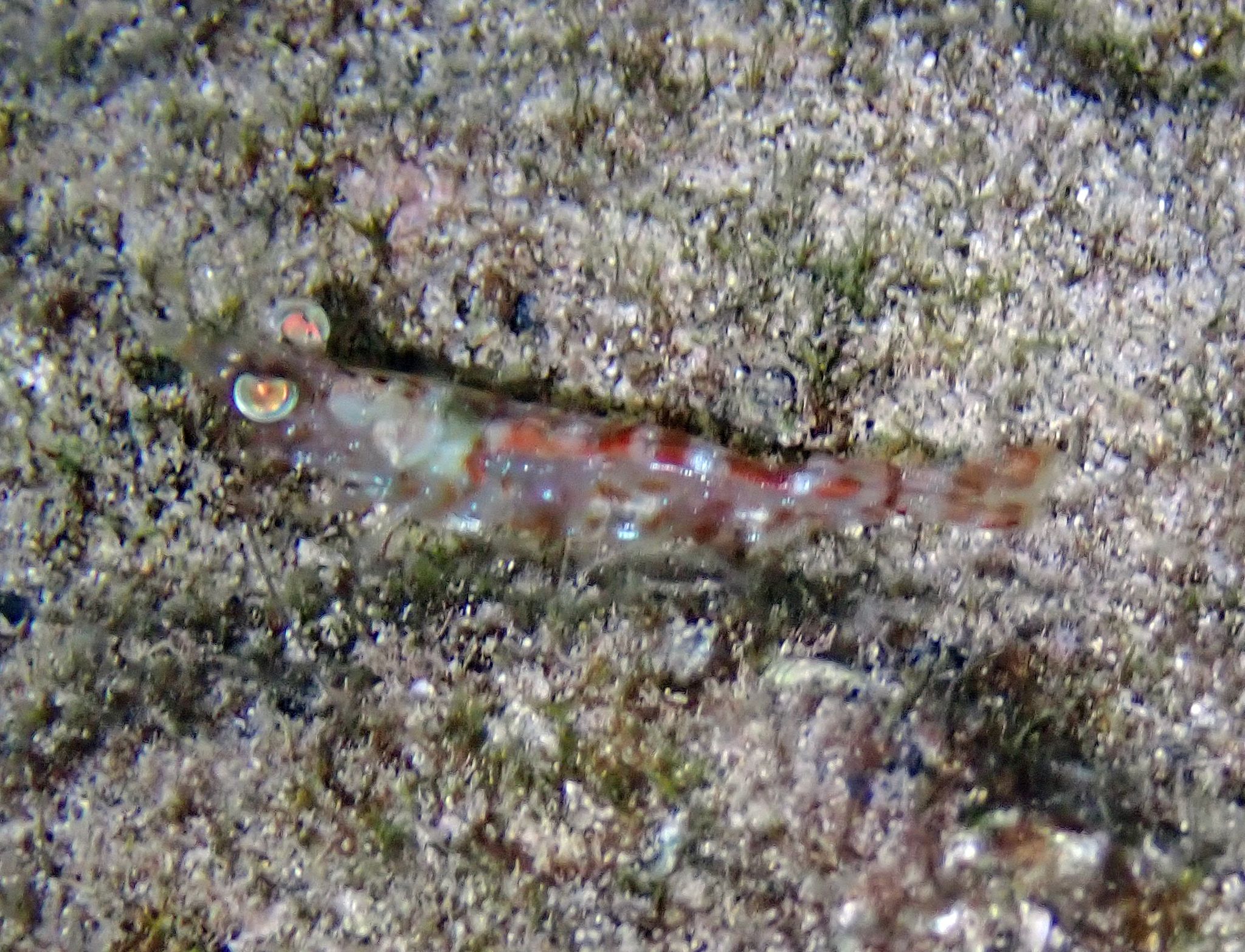 gbif image for Metapenaeopsis goodei