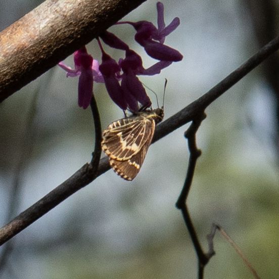 gbif image for Amblyscirtes aesculapius
