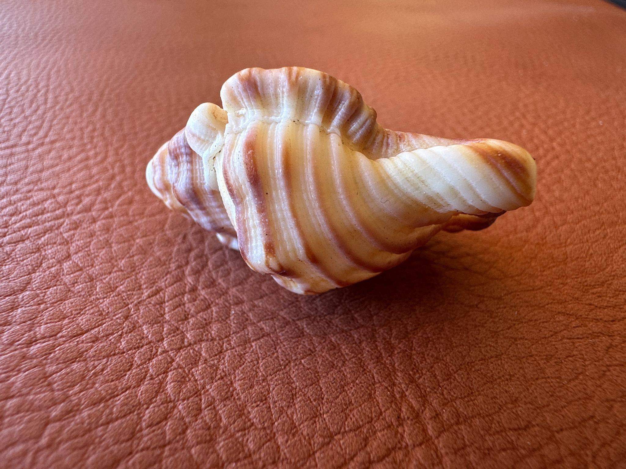 gbif image for Cymatium vespaceum