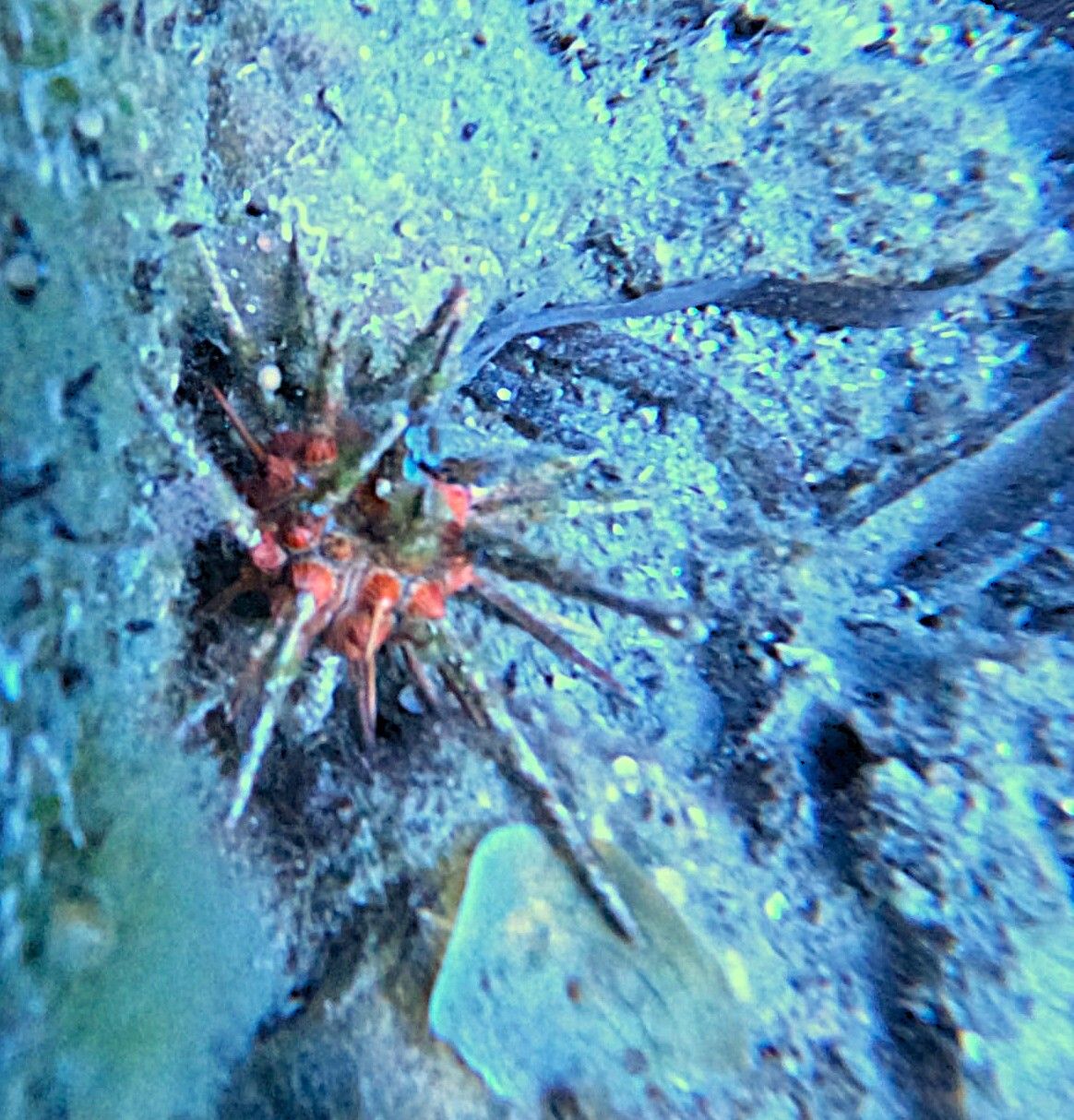 gbif image for Stylocidaris affinis