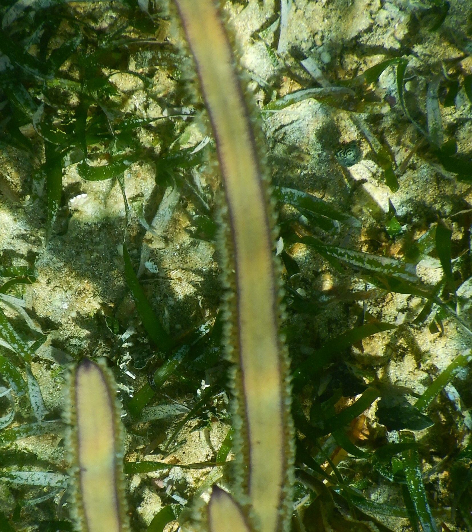 gbif image for Pterogorgia guadalupensis