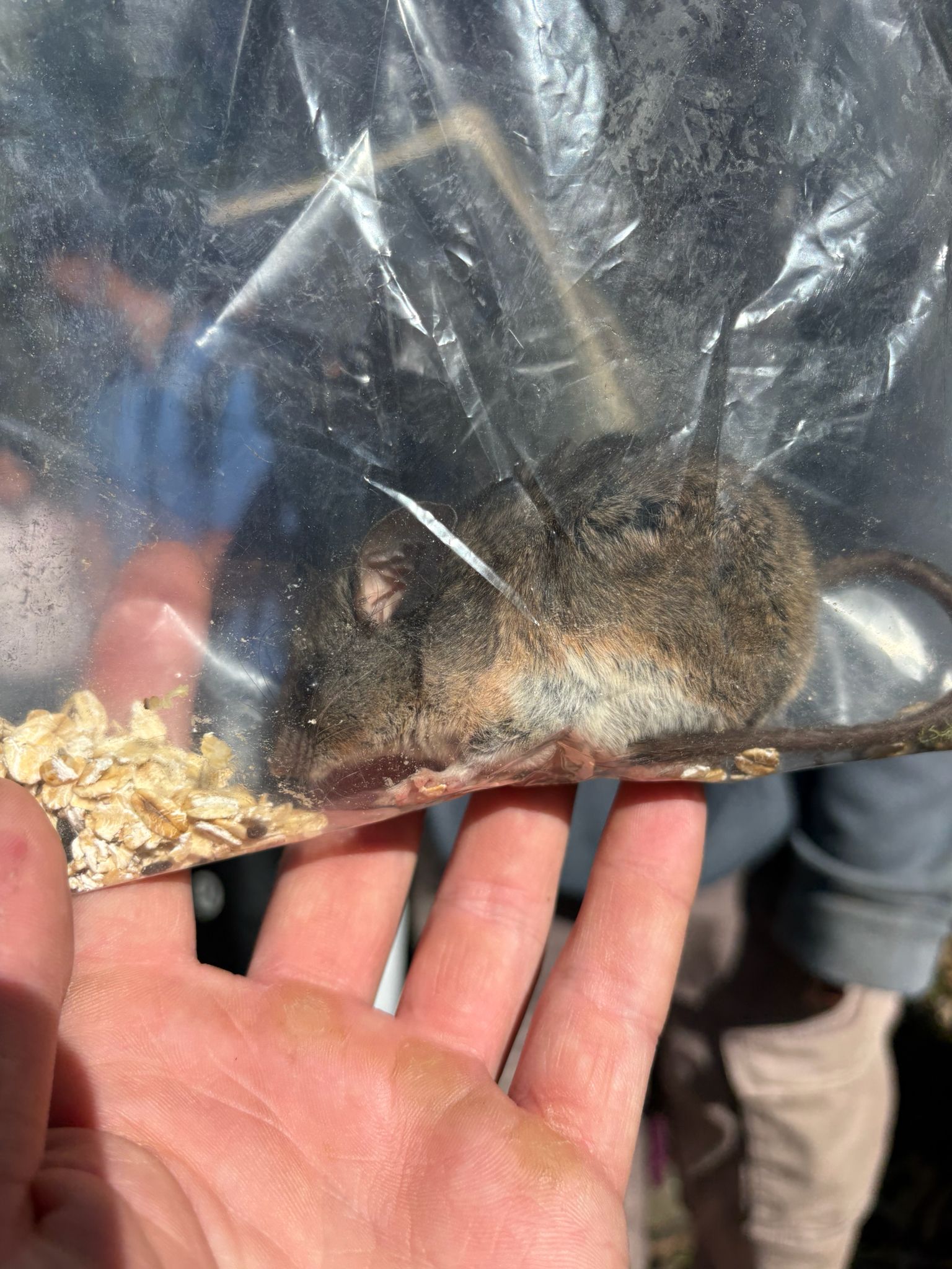 gbif image for Peromyscus californicus