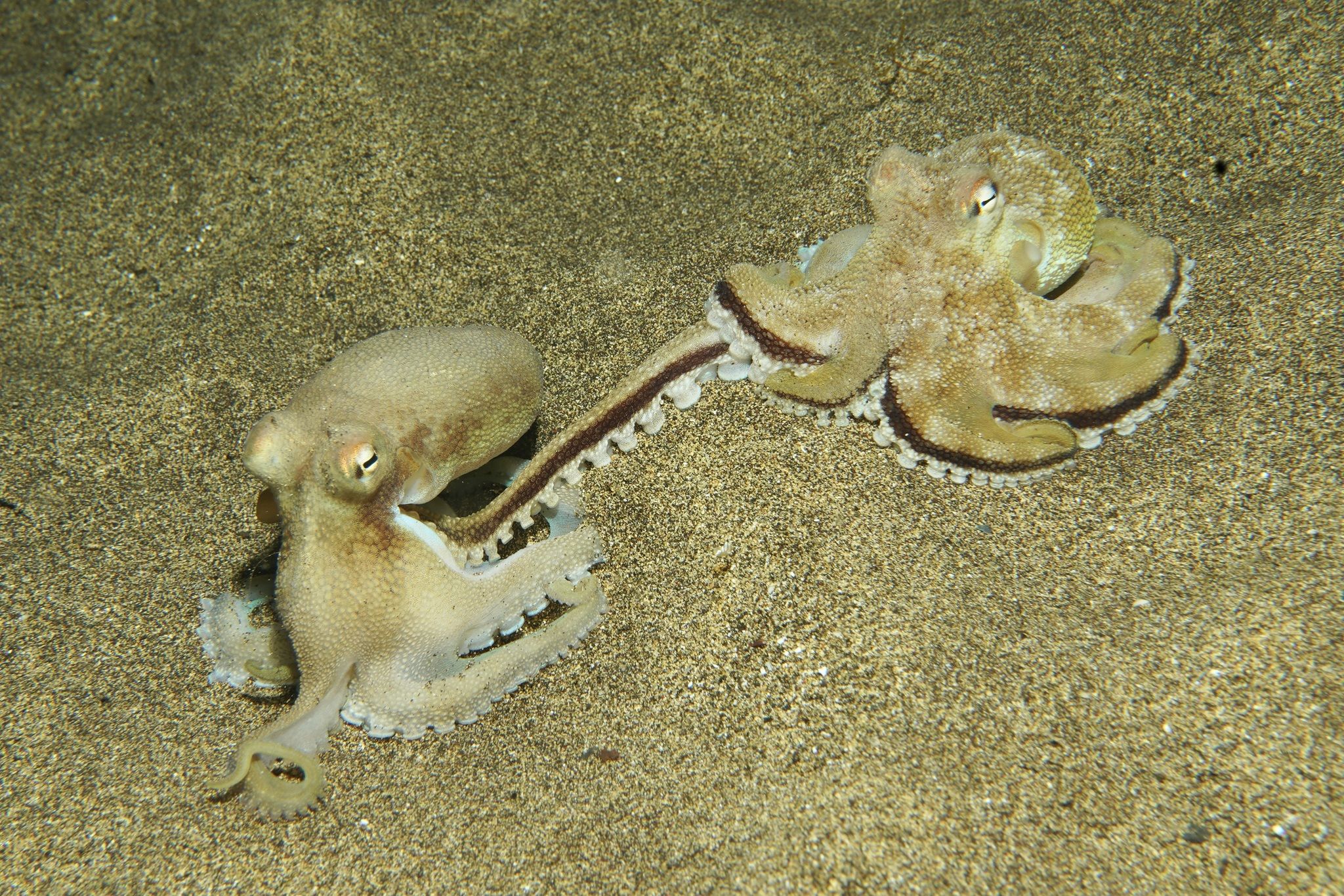 gbif image for Octopus burryi