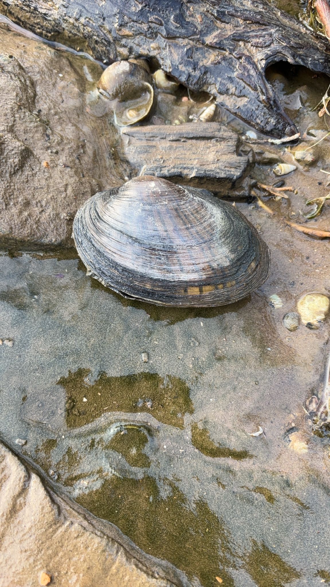 gbif image for Lampsilis radiata